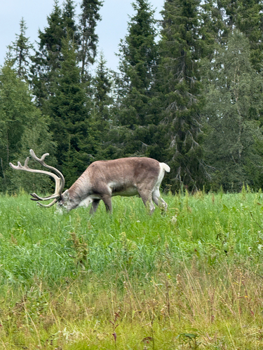 Domestic Reindeer