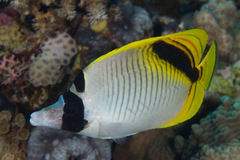Chaetodon oxycephalus