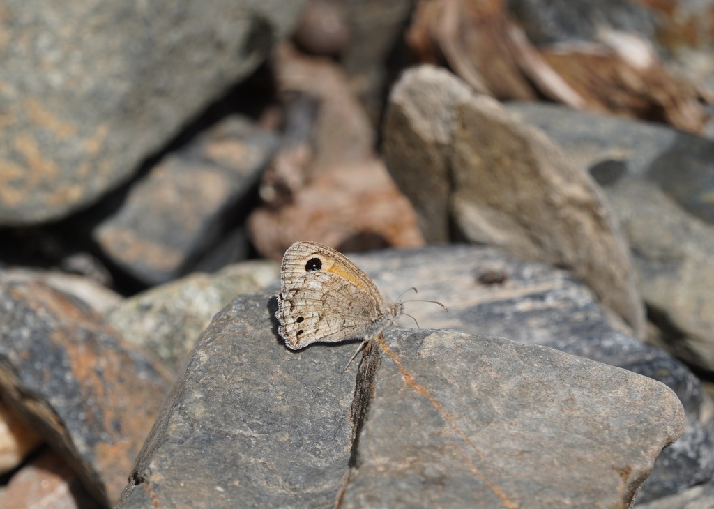 Hyponephele pamira