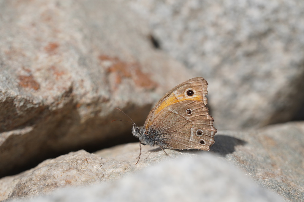 Chitral Meadowbrown