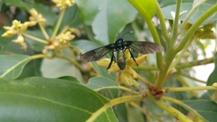 Macrocneme chrysitis