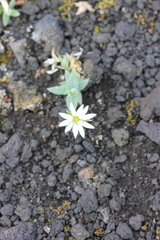 Stellaria eschscholtziana