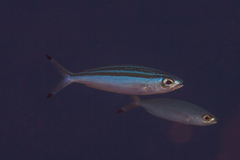 Pterocaesio trilineata