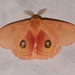 Patagonia Eyed Silkmoth - Photo (c) Laura Gaudette, some rights reserved (CC BY), uploaded by Laura Gaudette