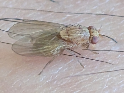 iNaturalist observation photo of Minettia