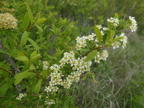 Iberian Spirea