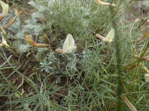 Astragalus ucrainicus