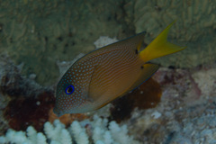 Ctenochaetus binotatus