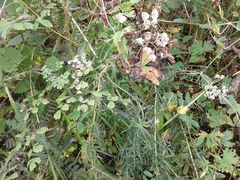 Achillea impatiens
