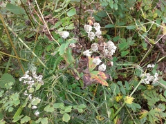 Achillea impatiens