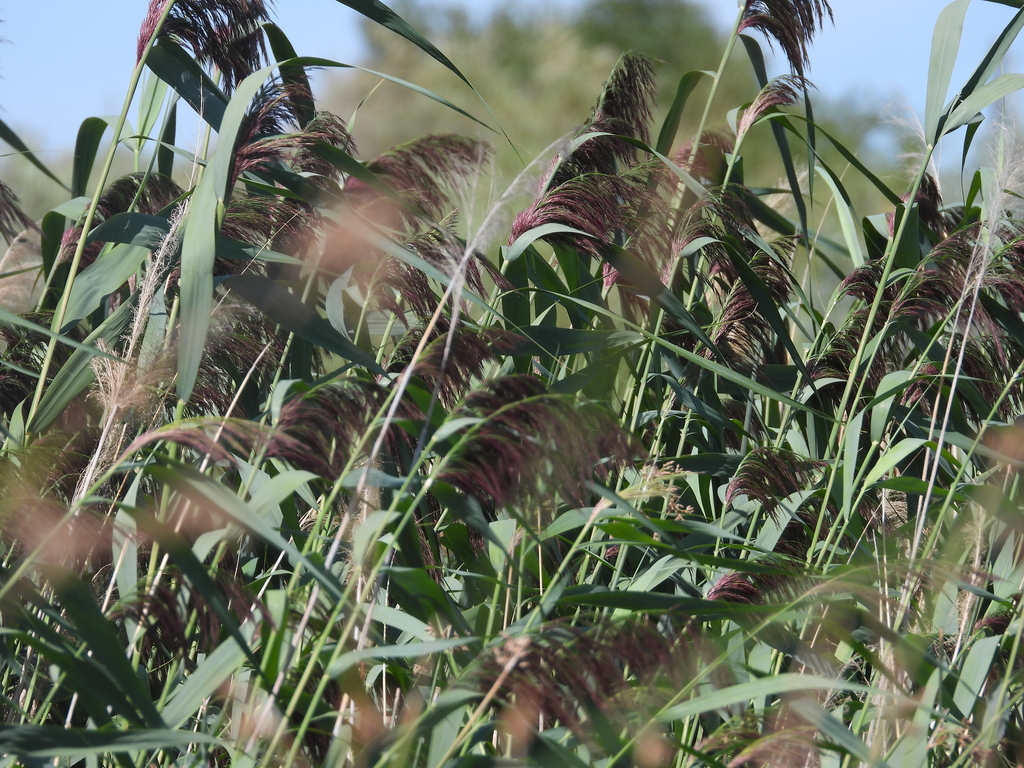 Common Reed Mt common reed from Grant County, WA, USA on August 17, 2025 at 03:09 PM ...