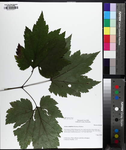 Appalachian Bugbane (Actaea rubifolia)