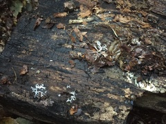 Fungi