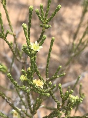 Diosma ramosissima