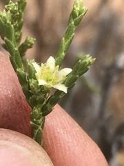 Diosma ramosissima