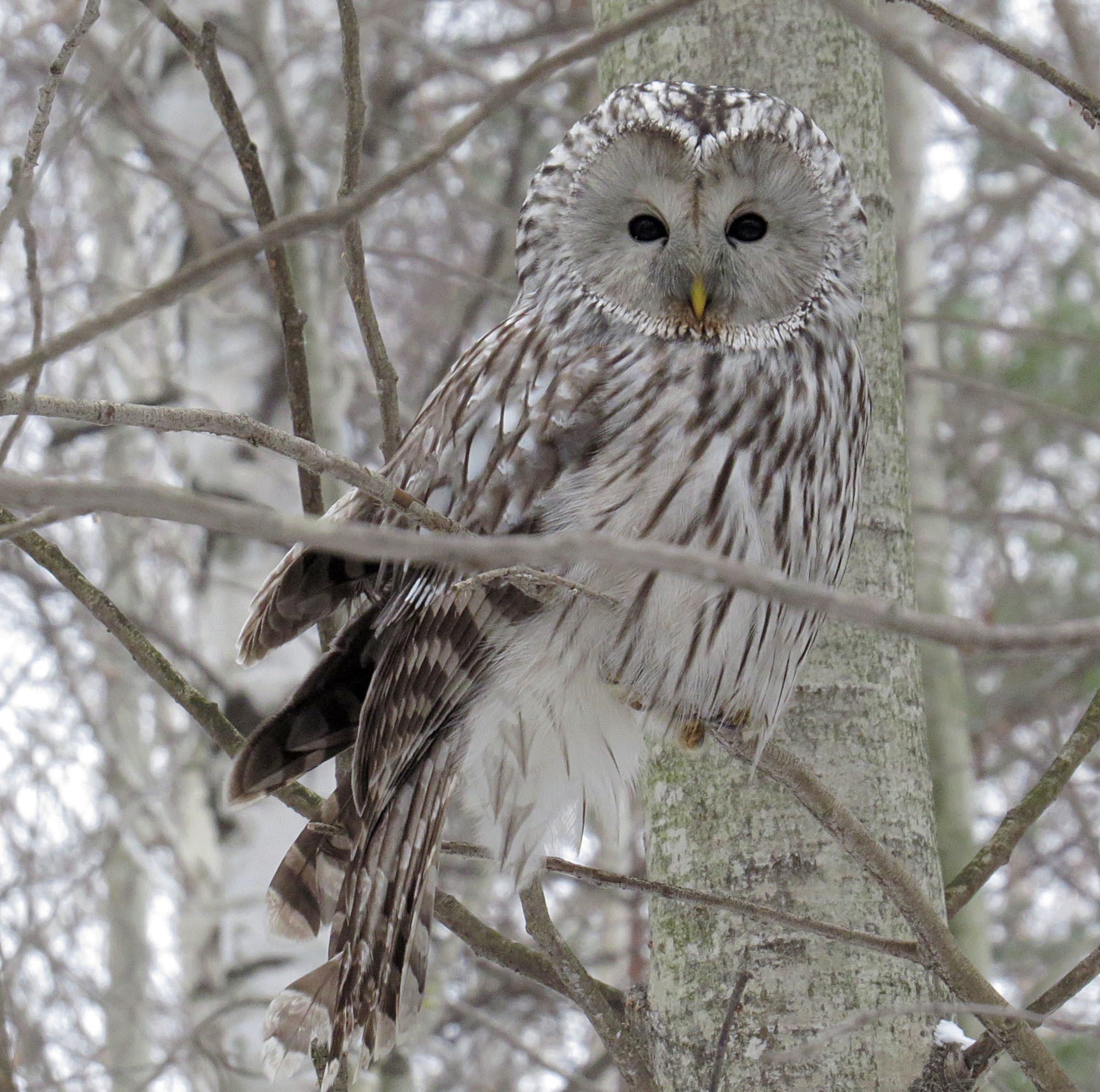 Ural Owl