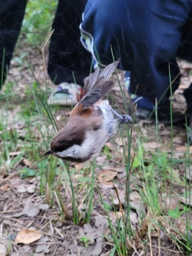 iNaturalist observation photo of Chestnut-backed Chickadee