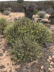 Manochlamys albicans