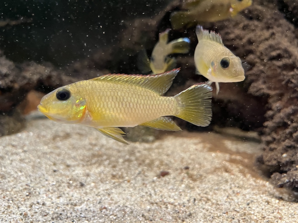 Kingsley's chromidotilapia (Chromidotilapia kingsleyae) — Cichlidae