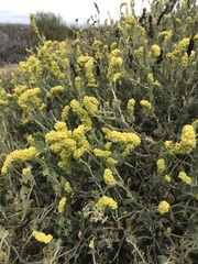 Manochlamys albicans