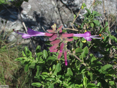 Syncolostemon rotundifolius