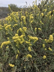 Manochlamys albicans