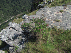 Syncolostemon rotundifolius