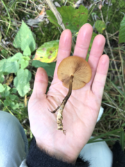 Kuehneromyces mutabilis