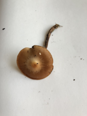 Kuehneromyces mutabilis