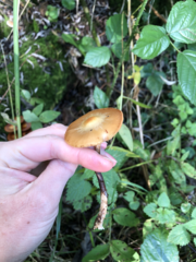 Kuehneromyces mutabilis