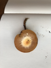 Kuehneromyces mutabilis