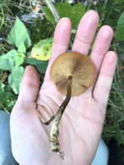 Kuehneromyces mutabilis