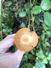 Kuehneromyces mutabilis