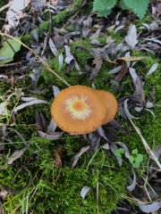 Kuehneromyces mutabilis