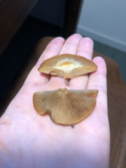 Kuehneromyces mutabilis