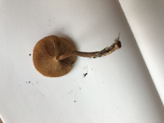 Kuehneromyces mutabilis