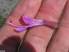 Syncolostemon rotundifolius