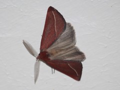 Compsoptera opacaria