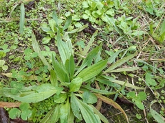 Plantago lanceolata