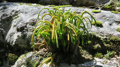 Phlegmariurus gnidioides