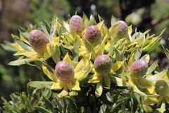 Leucadendron floridum