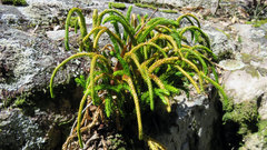 Phlegmariurus gnidioides