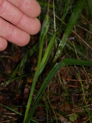 Thelymitra longifolia