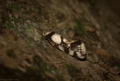 Coesyra hemiphragma