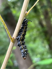 Anisota peigleri