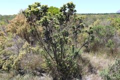 Leucadendron floridum