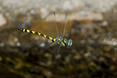 Cordulegaster insignis