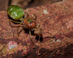 Oecophylla smaragdina