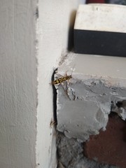 Chlorophorus annularis