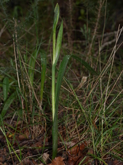 Thelymitra longifolia